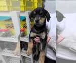 Small Catahoula Leopard Dog-Labrador Retriever Mix