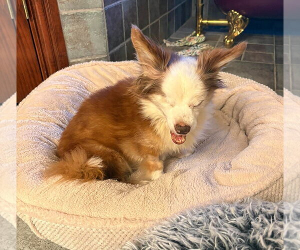 Medium Photo #18 Chihuahua-Unknown Mix Puppy For Sale in Boonton, NJ, USA