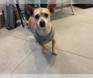 Chihuahua Dogs for adoption in Rancho Cucamonga, CA, USA