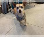 Small Chihuahua