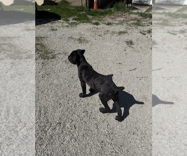 Medium Photo #6 Cane Corso Puppy For Sale in STUART, IA, USA