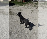 Small #5 Cane Corso