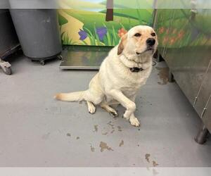 Labrador Retriever Dogs for adoption in Waco, TX, USA