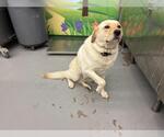 Small Labrador Retriever