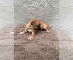 Small Photo #13 Chiweenie-Jack Russell Terrier Mix Puppy For Sale in SAINT AUGUSTINE, FL, USA