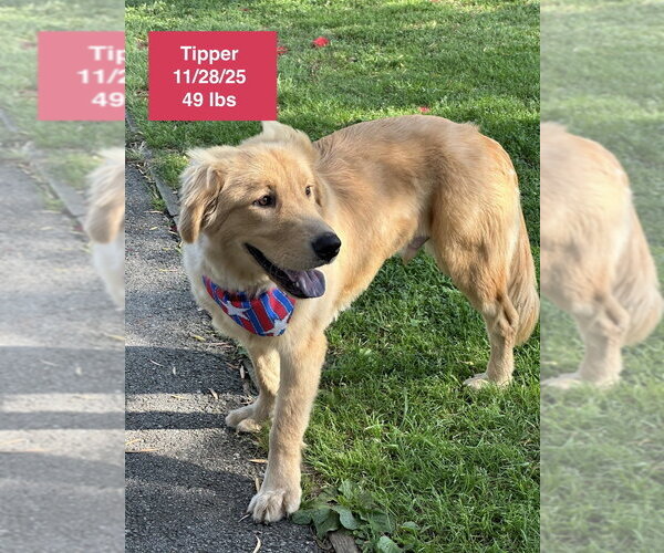 Medium Photo #6 Golden Retriever Puppy For Sale in West Hollywood, CA, USA