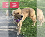 Small #5 Golden Retriever