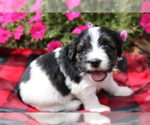 Bernedoodle (Miniature) Puppy for sale in BLOOMINGTON, IN, USA