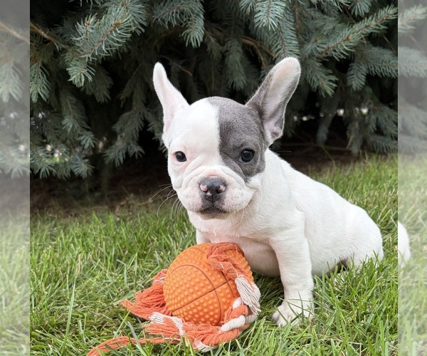 Medium Photo #4 French Bulldog Puppy For Sale in MIDDLEBURY, IN, USA