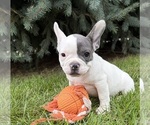 Layla - Female French Bulldog Puppy for Sale - Photo #4