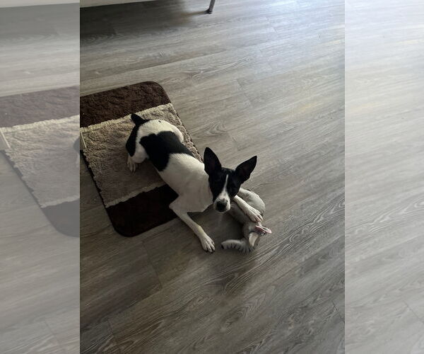 Medium Photo #5 Rat Terrier-Unknown Mix Puppy For Sale in Oakhurst, NJ, USA
