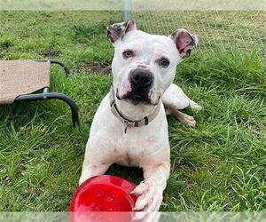 CHANCE - Male Boxer-Unknown Mix Dog for Adoption - Photo #3