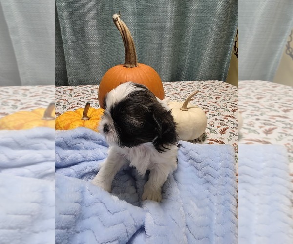 Medium Photo #2 Shih Tzu Puppy For Sale in BUFFALO, NY, USA
