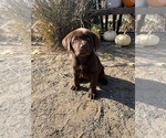 Small Photo #4 Labrador Retriever Puppy For Sale in LIVINGSTON, CA, USA