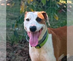 Mutt Dogs for adoption in Canton, CT, USA