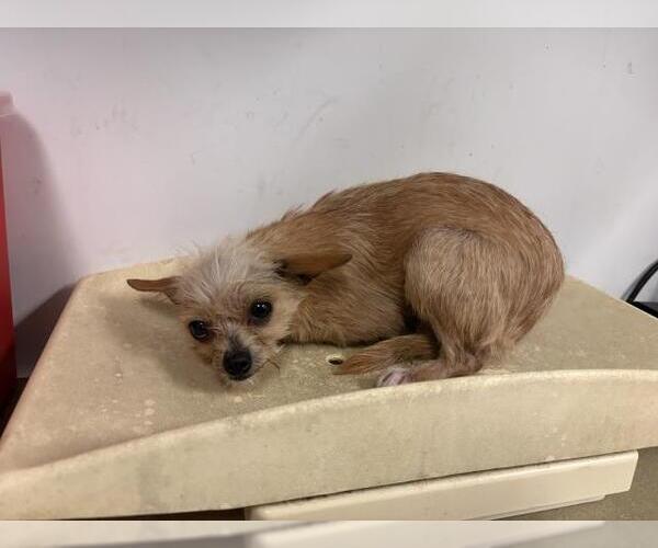 Medium Photo #1 Mutt Puppy For Sale in Corona, CA, USA