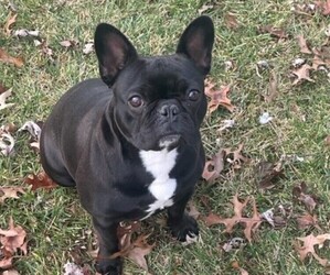 French Bulldog Puppy for sale in WEST CHESTER, OH, USA