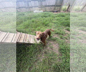 Rollo - Male Labrador Retriever-Staffordshire Bull Terrier Mix Dog for Adoption - Photo #2