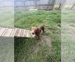 Small #1 Labrador Retriever-Staffordshire Bull Terrier Mix