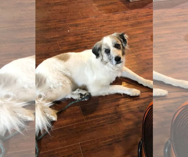 Medium Photo #9 Great Pyrenees Puppy For Sale in Spring, TX, USA