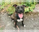 Small American Pit Bull Terrier Mix