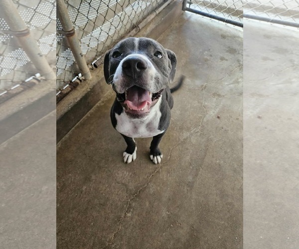 Medium Photo #1 American Pit Bull Terrier-Unknown Mix Puppy For Sale in El Centro, CA, USA