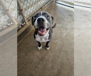 American Pit Bull Terrier-Unknown Mix Dogs for adoption in El Centro, CA, USA