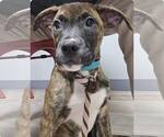 Small #8 Boxer Mix