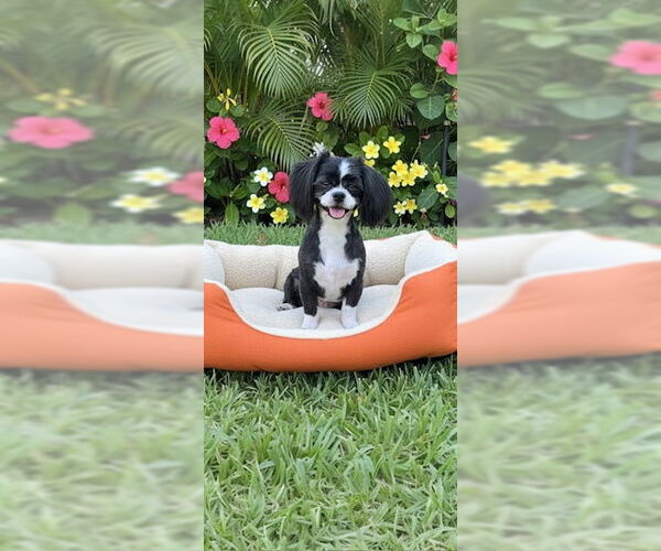 Medium Photo #10 Shih Tzu Puppy For Sale in Weston, FL, USA