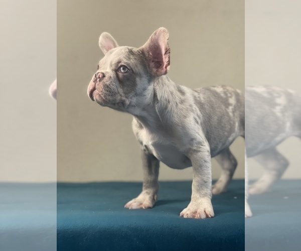 Medium Photo #6 French Bulldog Puppy For Sale in CHOCTAW, OK, USA