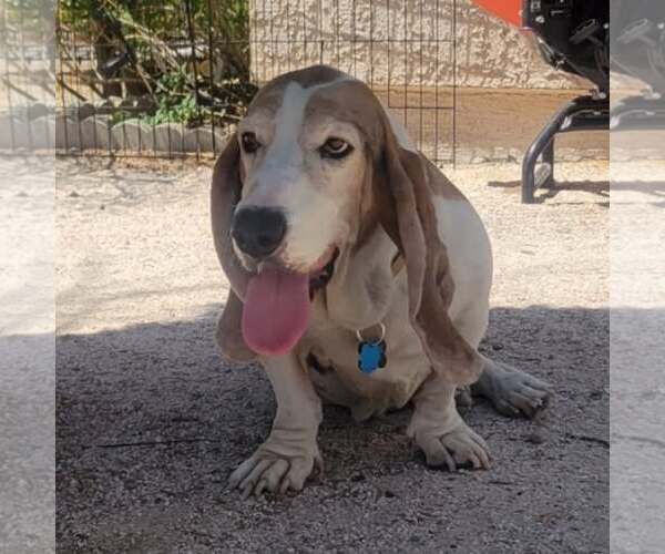 Medium Photo #12 Basset Hound Puppy For Sale in Las Vegas, NV, USA