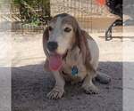 Small #11 Basset Hound