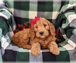 Small Photo #7 Goldendoodle (Miniature) Puppy For Sale in OXFORD, PA, USA