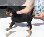 Small Photo #4 Doberman Pinscher Puppy For Sale in WESTWOOD, CA, USA