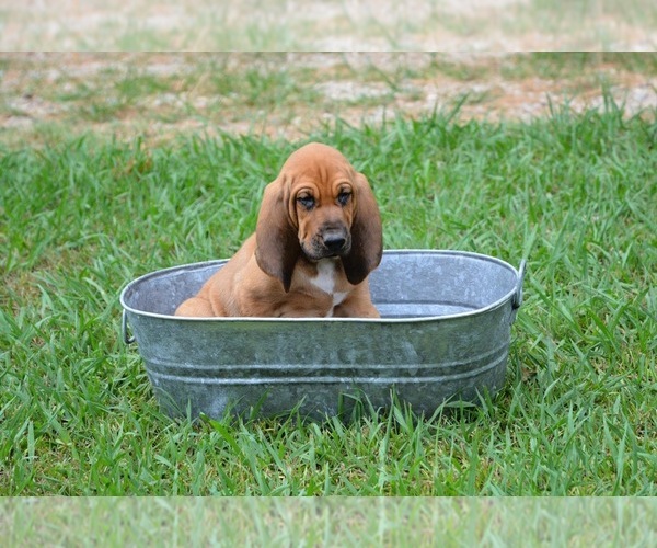 Medium Photo #15 Bloodhound Puppy For Sale in CORNING, AR, USA