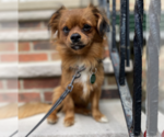 Small #1 Pekingese Mix