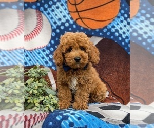 Poodle (Miniature) Puppy for sale in NEW PROVIDENCE, PA, USA