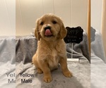 Small Photo #15 Golden Retriever Puppy For Sale in MOLINE, IL, USA