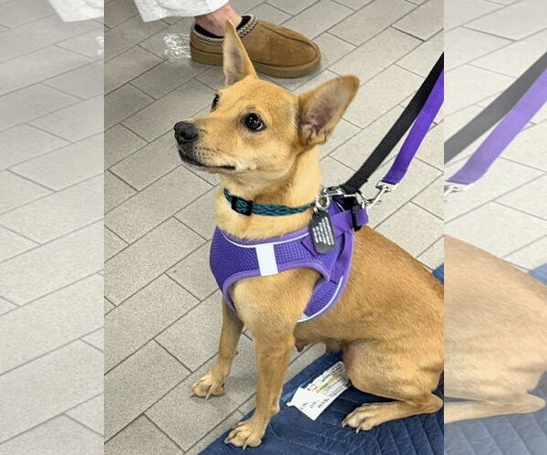 Medium Photo #2 Mutt Puppy For Sale in Shelburne, VT, USA