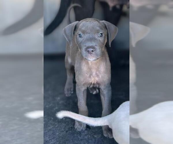 Medium Photo #1 American Staffordshire Terrier-Unknown Mix Puppy For Sale in San Antonio, TX, USA