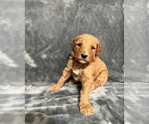 Goldendoodle Puppy for sale in CORDOVA, SC, USA