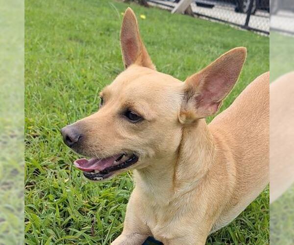 Medium Photo #2 Chihuahua Puppy For Sale in Houston, TX, USA