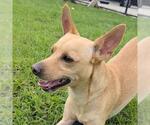 Small #1 Chihuahua