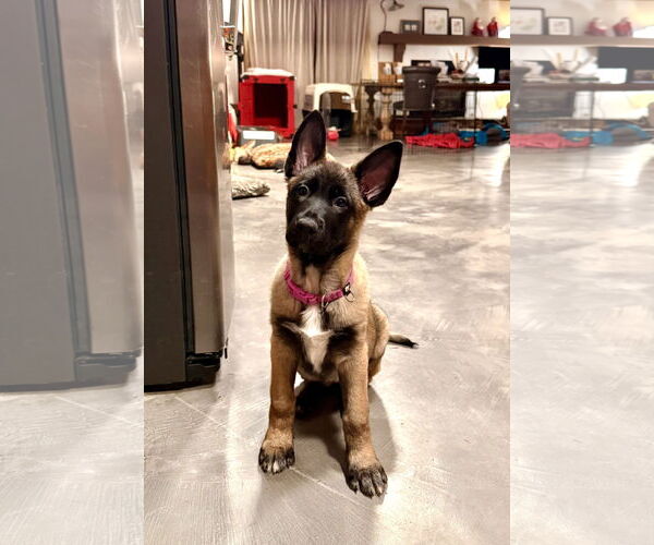 Medium Photo #19 German Shepherd Dog Puppy For Sale in Seattle, WA, USA