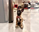 Small #18 German Shepherd Dog