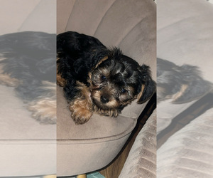 Yorkshire Terrier Puppy for sale in LABELLE, FL, USA
