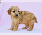 Small #3 Cavapoo (Miniature)