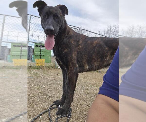 Medium Photo #3 Holland Shepherd-Unknown Mix Puppy For Sale in Imlay City, MI, USA