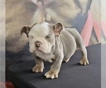 Small Photo #8 English Bulldog Puppy For Sale in MIAMI, FL, USA