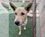 Small #10 Shiba Inu Mix
